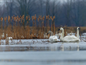 Swans on Ice