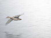 Mallard at high speed