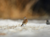 Ground level sparrow