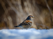 Ground level sparrow