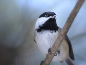Chikadee portrait