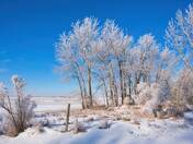 Hoar Frost
