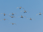 Coming In On Cupped Wings