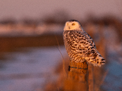 Snowy Owl