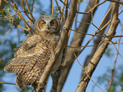 Great Horned Owlet