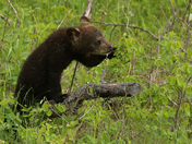 Inquisitive little one