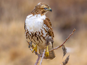 Red tailed hawk 