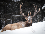 Snowy Elk