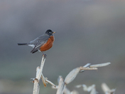 American robin 