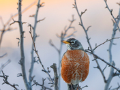 American robin 