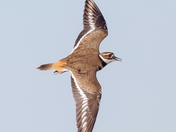 Kildeer 