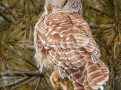 Barred owl