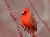 Northern cardinal
