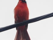 Cardinal 