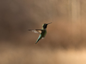 Anna's Hummingbird