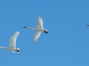 Swan migration 