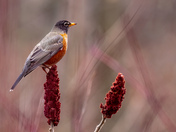 Is it spring already?