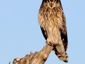 Short eared owl disguised as Batman 