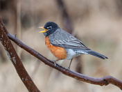 American robin 