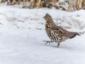Why Did the Grouse Cross the Road