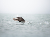 Long tailed duck pre-flight