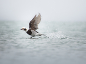 long tailed duck