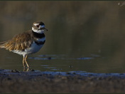 Killdeer