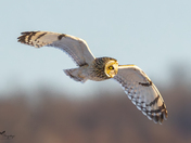 Short eared owl