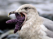 Gull and Starfish