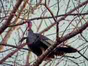 Male Wild Turkey
