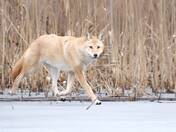 The golden coyote !! 