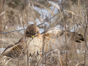 Red Tail Hawks at Tommy Thompson