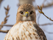Red Tail Hawks at Tommy Thompson