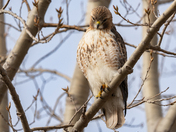 Red Tail Hawks at Tommy Thompson