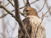 Red Tail Hawks at Tommy Thompson