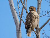 Red Tail Hawks at Tommy Thompson