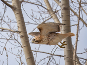 Red Tail Hawks at Tommy Thompson
