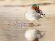 Green-winged teal 