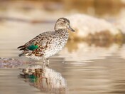 Female green-winged teal 