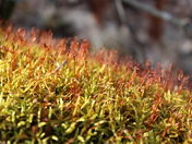 Red Pixies in a Green Forest