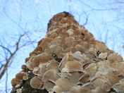 Fungi to the Sky
