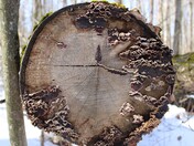 Minature tree within a tree