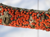 Red Tree Brain Fungus