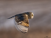 Short eared owl