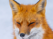 Red fox