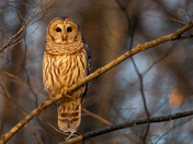 Barred Owl