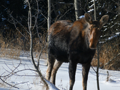 March Moose