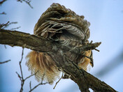Preening
