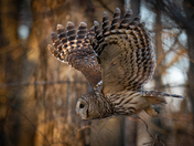 Barred Owl flying through the woods