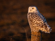  Snowy Owl